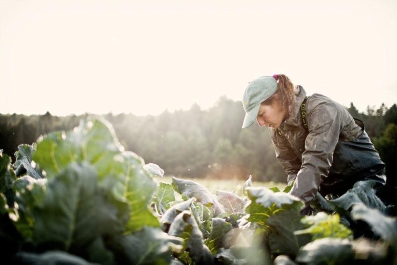 GMFTS – A leader in the growing farm-to-school movement in Vermont ...